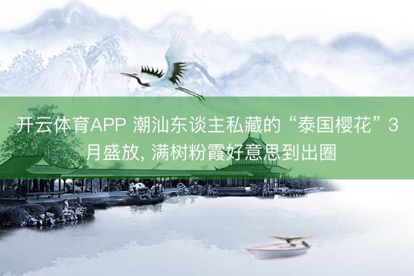 开云体育APP 潮汕东谈主私藏的 “泰国樱花” 3 月盛放， 满树粉霞好意思到出圈